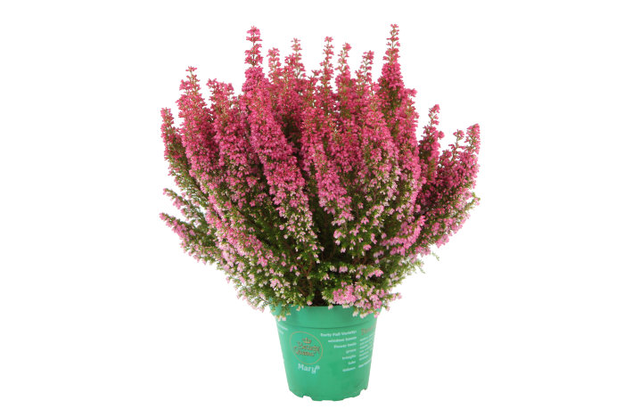 Lyng 'Erica gracilis - Beauty Queen' 11 cm